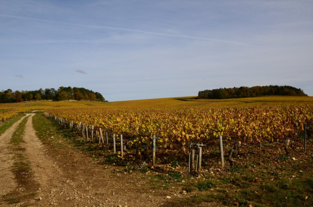 vignoble