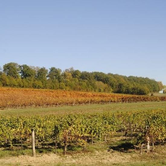 Domaine de Gayssou Domaine de Gayssou