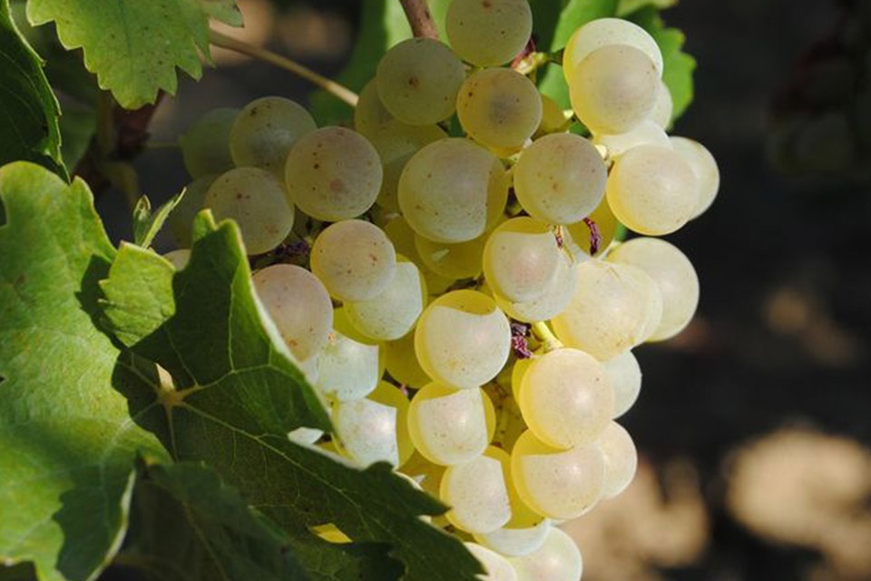 Vignes du domaine